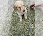 Puppy 5 Goldendoodle