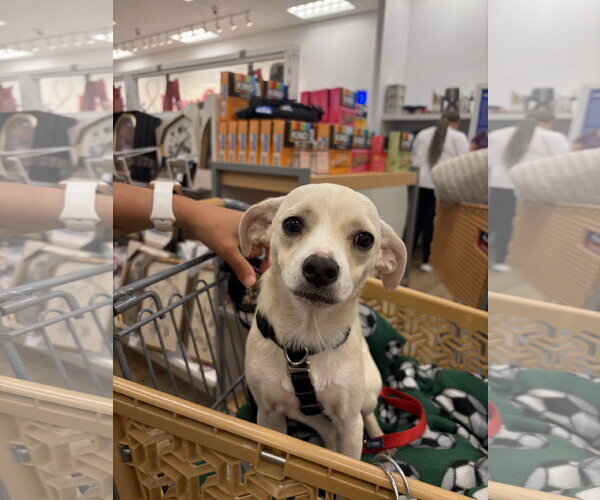 Medium Photo #2 Chihuahua-Unknown Mix Puppy For Sale in Wakefield, RI, USA