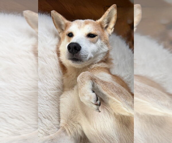 Medium Photo #2 Shiba Inu-Unknown Mix Puppy For Sale in Andover, MN, USA