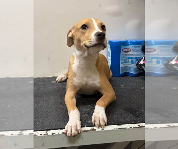 Medium Photo #1 American Pit Bull Terrier-Unknown Mix Puppy For Sale in Brooklyn, NY, USA