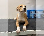 Small American Pit Bull Terrier Mix