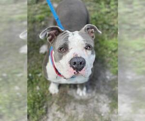 American Staffordshire Terrier-Unknown Mix Dogs for adoption in Fort Lauderdale, FL, USA