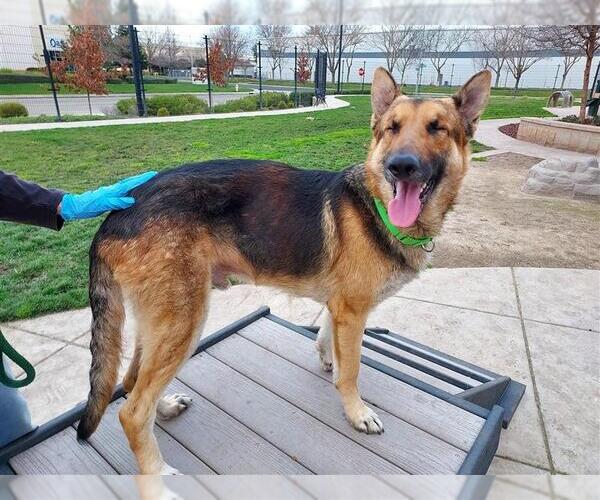 Medium Photo #4 German Shepherd Dog-Unknown Mix Puppy For Sale in Elk Grove, CA, USA