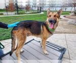 Small #3 German Shepherd Dog Mix