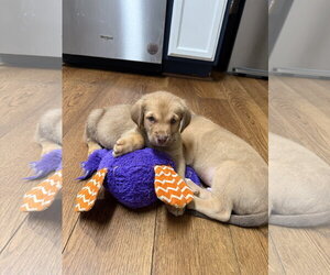 Labrador Retriever-Unknown Mix Dogs for adoption in Holly Springs, NC, USA