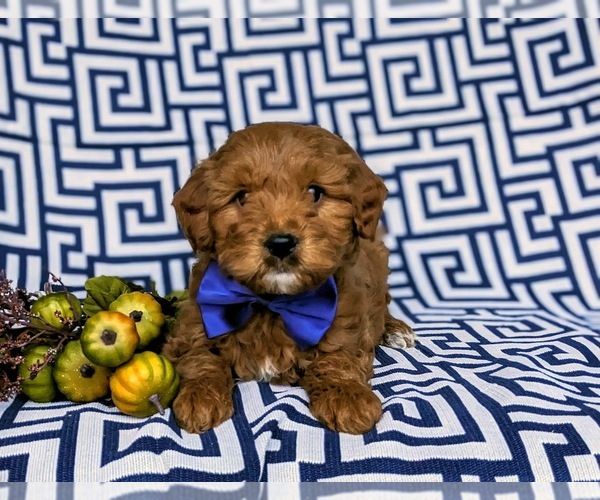 Medium Photo #4 Goldendoodle (Miniature) Puppy For Sale in LINCOLN UNIV, PA, USA