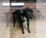 Small American Pit Bull Terrier-Labrador Retriever Mix
