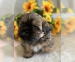 Small Photo #2 Shih Tzu Puppy For Sale in ORLANDO, FL, USA