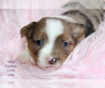 Small Photo #21 Aussie-Corgi Puppy For Sale in LIND, WA, USA