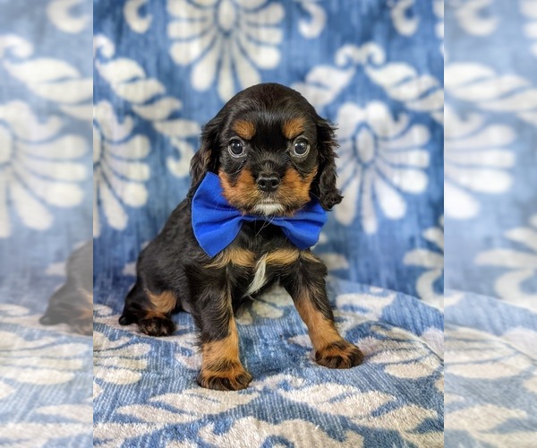 Medium Photo #6 Cavalier King Charles Spaniel Puppy For Sale in NOTTINGHAM, PA, USA