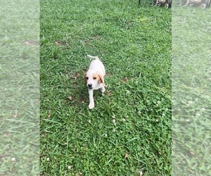 Beagle Puppy for Sale in WILLIAMSON, Georgia USA