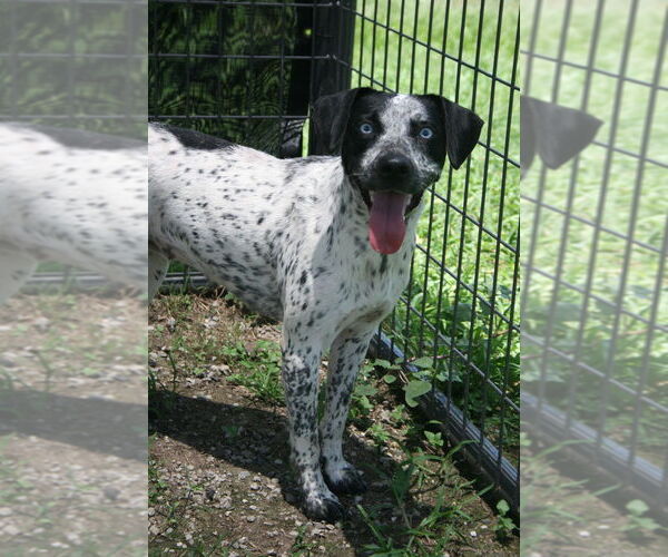 Medium Photo #4 Catahoula Leopard Dog-Unknown Mix Puppy For Sale in Abbeville, LA, USA