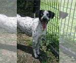 Small #3 Catahoula Leopard Dog Mix