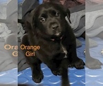 Puppy Orange Golden Labrador