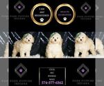 Small Photo #50 Poodle (Toy) Puppy For Sale in WARSAW, IN, USA