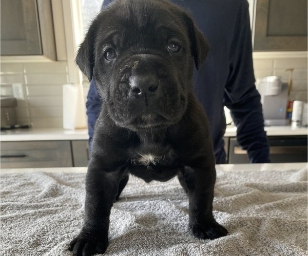 Medium Photo #50 Cane Corso Puppy For Sale in HORACE, ND, USA