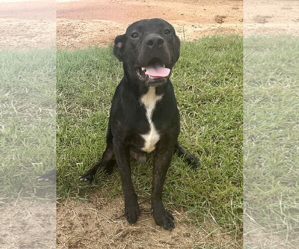 Medium Photo #2 Mutt Puppy For Sale in Eastman, GA, USA