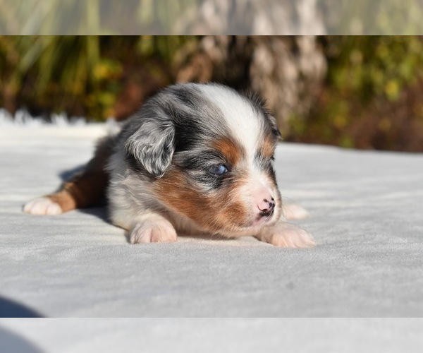 Medium Photo #7 Miniature Australian Shepherd Puppy For Sale in PALM COAST, FL, USA