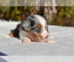 Small #6 Miniature Australian Shepherd