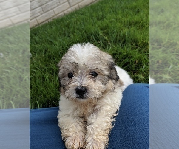Medium Photo #7 Zuchon Puppy For Sale in FREDERICKSBURG, OH, USA