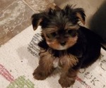 Small Photo #6 Yorkshire Terrier Puppy For Sale in LEXINGTON, GA, USA