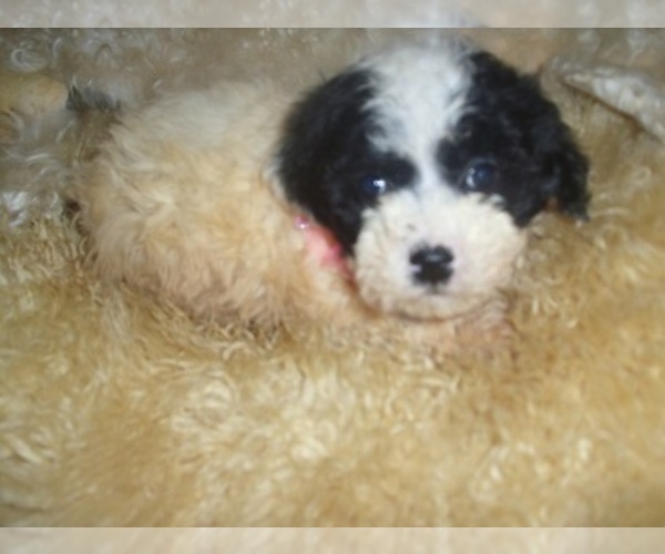 Medium Photo #1 Poodle (Toy) Puppy For Sale in JACKSON, MS, USA