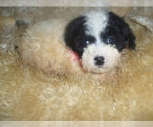 Poodle (Toy) Puppy for sale in JACKSON, MS, USA