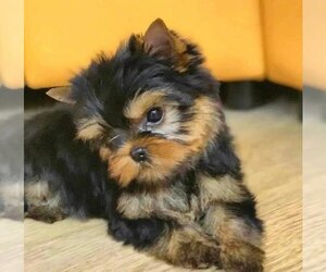 Yorkshire Terrier Puppy for sale in TROY, NC, USA
