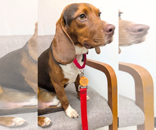 Medium Photo #12 Beagle Puppy For Sale in Dunnellon, FL, USA