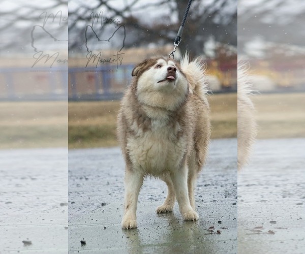 Medium Photo #6 Alaskan Malamute Puppy For Sale in Rustburg, VA, USA