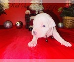 Small Photo #34 American Pit Bull Terrier Puppy For Sale in TRENTON, NJ, USA