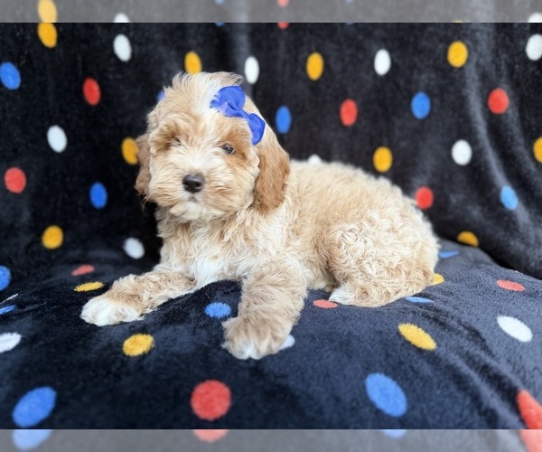 Medium Photo #2 Cock-A-Poo Puppy For Sale in LAKELAND, FL, USA