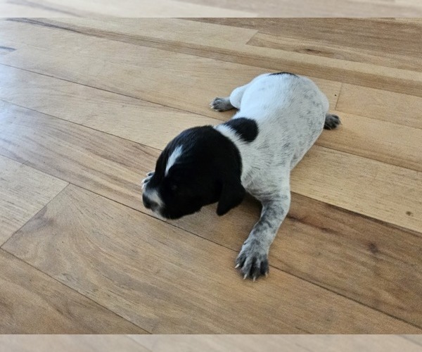 Medium Photo #3 German Shorthaired Pointer Puppy For Sale in EVANSVILLE, WY, USA