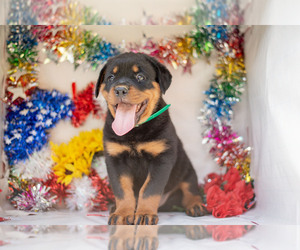 Rottweiler Puppy for sale in ORWELL, OH, USA