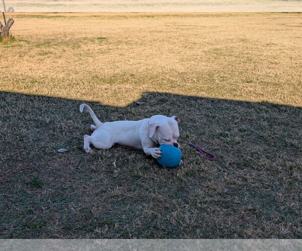 Medium Photo #2 Bulldog-Unknown Mix Puppy For Sale in Chandler, AZ, USA