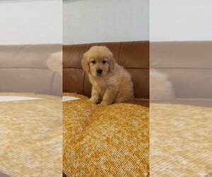 Golden Retriever Puppy for sale in BEVERLY HILLS, CA, USA