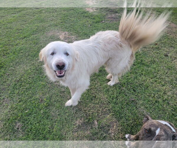 Medium Photo #5 Great Pyrenees-Unknown Mix Puppy For Sale in Conroe, TX, USA