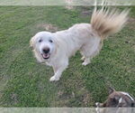 Small #4 Great Pyrenees Mix