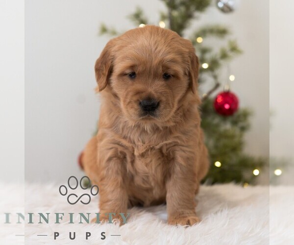 Medium Photo #4 Golden Retriever Puppy For Sale in NEWPORT, PA, USA