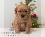 Small #3 Golden Retriever