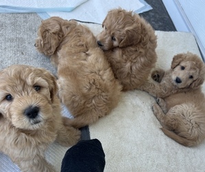 Goldendoodle (Miniature) Puppy for sale in SAINT JOHNS, FL, USA