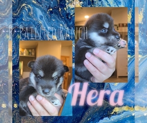 Siberian Husky Puppy for sale in FORT PLAIN, NY, USA