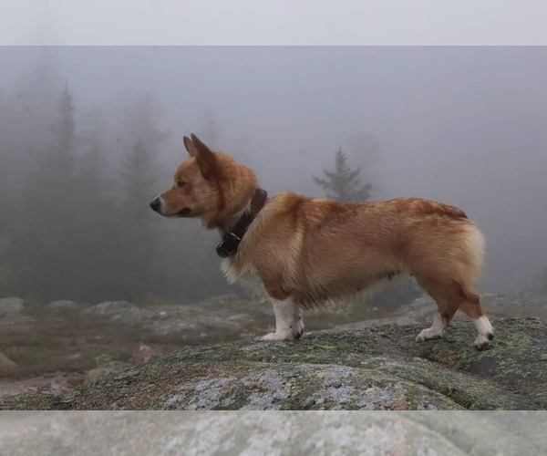 Medium Photo #20 Pembroke Welsh Corgi Puppy For Sale in FAIR GROVE, MO, USA