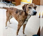 Small #3 Catahoula Leopard Dog