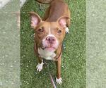 Small #2 American Pit Bull Terrier Mix