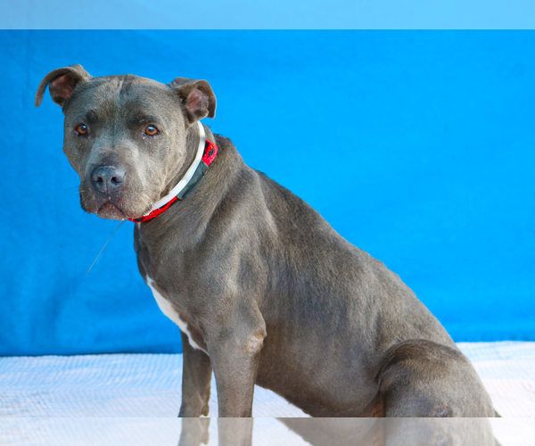 Medium Photo #1 Mutt Puppy For Sale in Pasadena, CA, USA