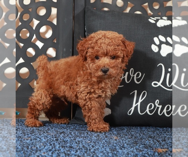 Medium Photo #4 Poochon Puppy For Sale in MOUNT VERNON, OH, USA