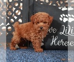 Small #3 Poochon