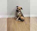 Small #6 Labrador Retriever Mix