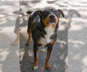 Mutt Dogs for adoption in Frenchburg, KY, USA